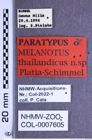 Etiketten zu Melanotus thailandicus (Platia & Schimmel, 2001) (NHMW-ZOO-COL-0007605)